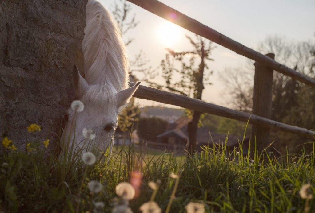 Cheval boulonnais sur la Côte d'Opale