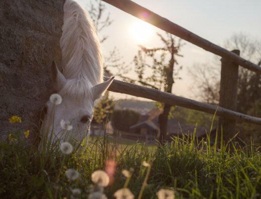 Cheval boulonnais sur la Côte d'Opale