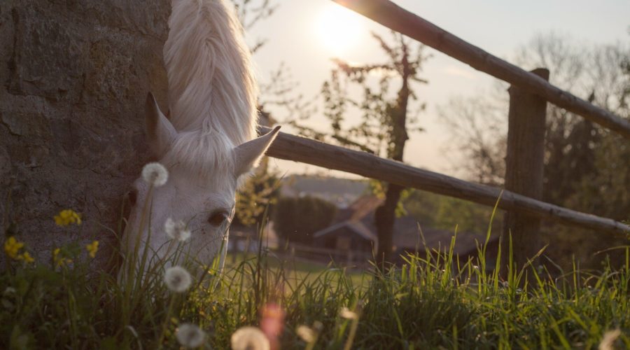 Cheval boulonnais sur la Côte d'Opale