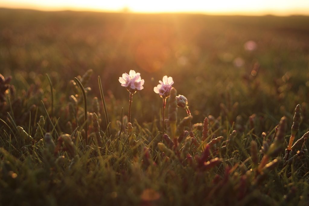 Fleurs et salicornes