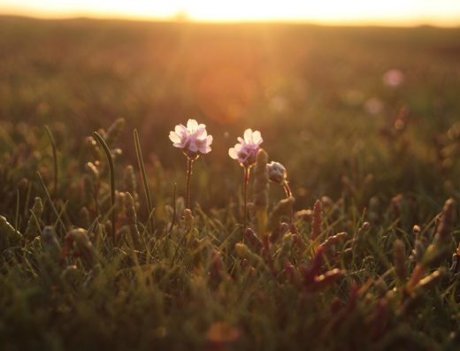 Fleurs et salicornes