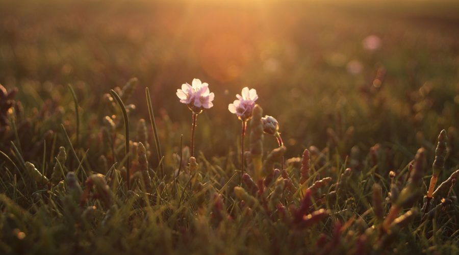 Fleurs et salicornes