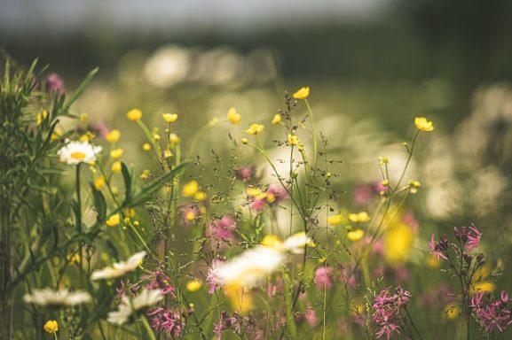 Champ de fleurs