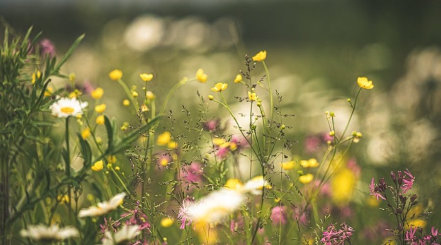 Envie de vous échapper pour le printemps ?