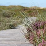 Chemin dans les dunes