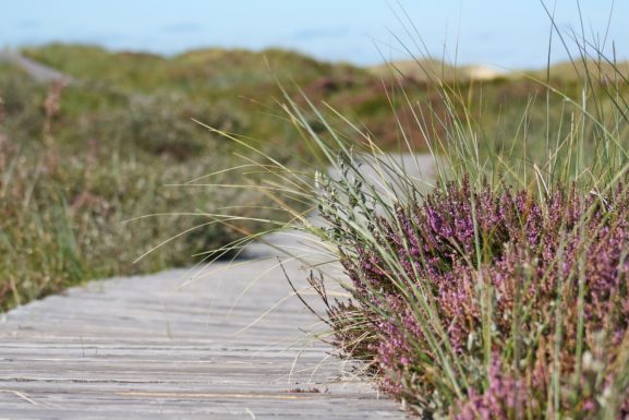 Chemin dans les dunes