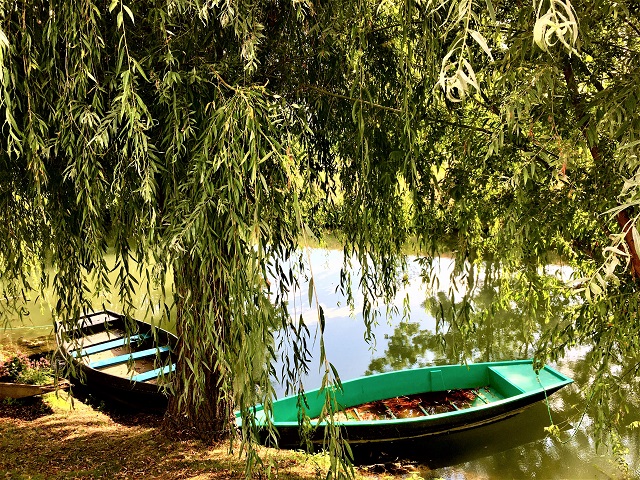 barques au bord des marais poitevins avec une nature luxuriante