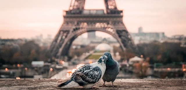 deux pigeons amoureux devant la tour Eiffel