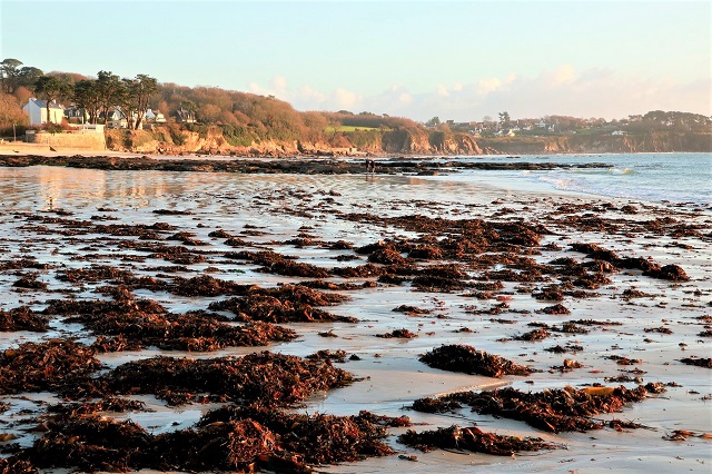 plage bretonne avec des algues sur le sable et la mer bleue au fond